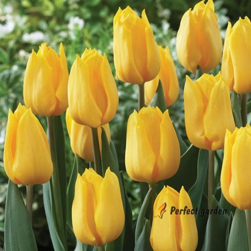 Bulbi tulipano giallo - bulbi,