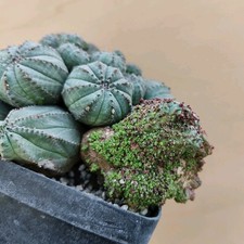 Euphorbia obesa Form. Monster