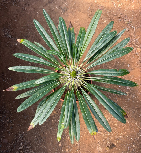 Pachypodium lamerei cactus - cactus,