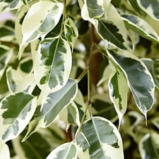 1 PIANTA DI FICUS TWILIGHT IN