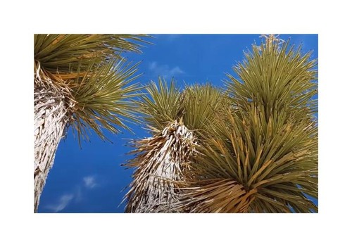 10x yucca brevifolia albero - 10x,