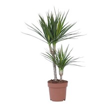 Plant in a Box  Dracena