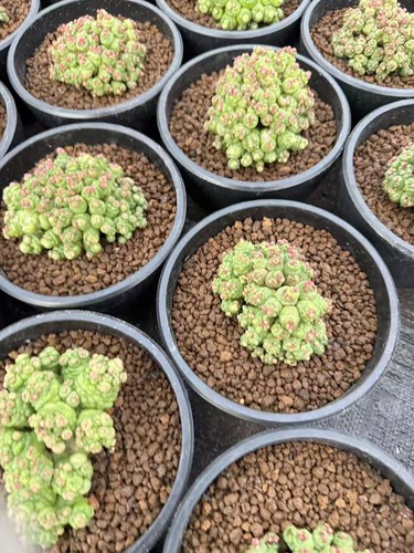 Multi teste mammillaria - teste,