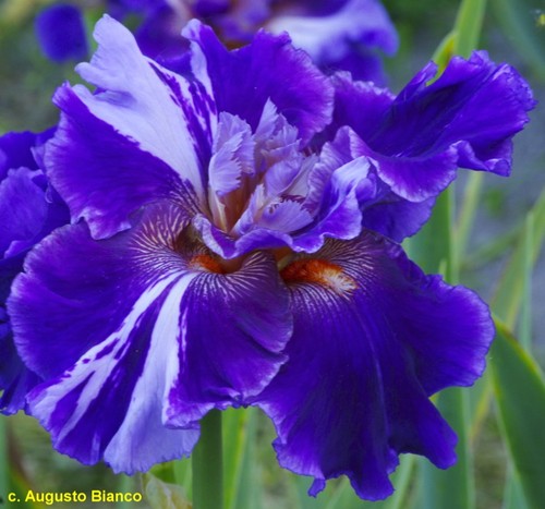 Iris arazzo augusto - iris, 'arazzo'