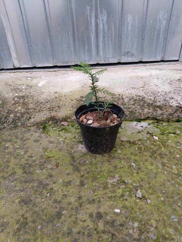 Pianta sequoia sempervirens - sempervirens, h