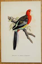 Antica stampa pappagallo