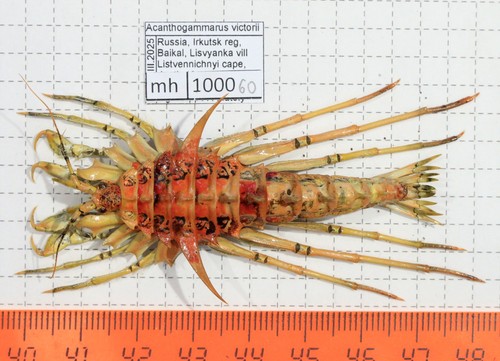 Acanthogammarus victorii vill - acanthogammarus, (vill