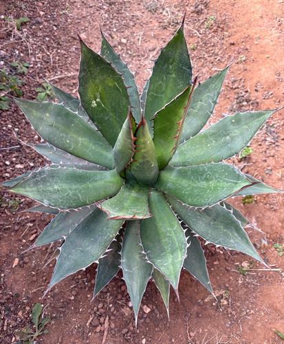 Agave ghiesbreghtii pianta - -,