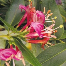 Caprifoglio Lonicera Henryi 2L - estremamente decorativo in estate e in inverno