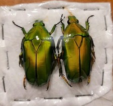 Caelorrhina thoreyi - Togo - Cetoninae - Scarabeidae