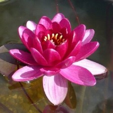 Pianta rizoma nymphea rustica rossa Ninfea Perry's Baby Red -acquatica