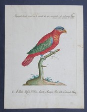 Stampa antica pappagallo