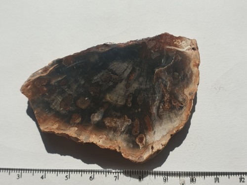Superbo fetta legno fossile - superbo,