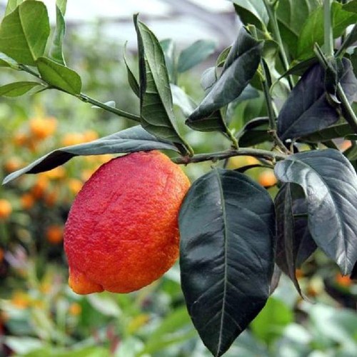 Pianta albero limone rosso - albero,