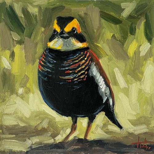 Pittura olio uccellino pitta - a,