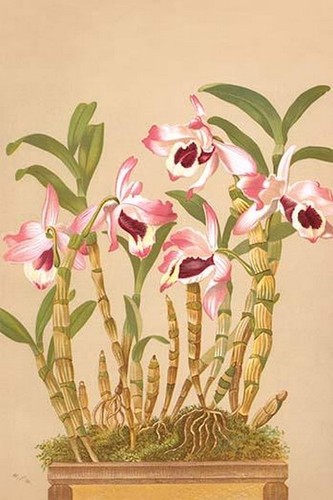 Dendrobium nobile stampa - h.g.,