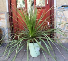 Dasylirion seratifolium, 90