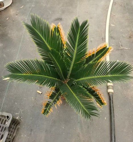 Cycas revoluta aurea wysiwyg - "aurea",