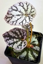 Begonia Spirito di Bali K394