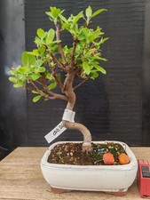 bonsai di melo   h 38 cm