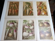 1899 1900 stampa antica - stampa,