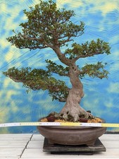 Joe Bonsai Solitario Rarità "