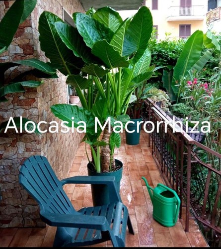 Pianta alocasia macrorrhiza - alocasia,