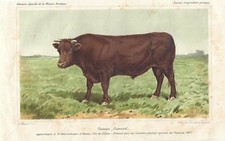 Stampa antica TORO razza