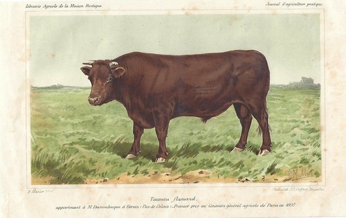 Stampa antica toro razza - stampa,