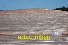 Photo 6x4 Poly-tunnels near