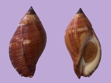 Muricidae, Nassa serta, Bohol, Philippines, 41,3 mm, VERY NICE