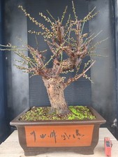 bonsai di  prunus mume h 70 cm