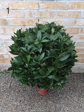 Pianta di Alloro - Scegli il Modello