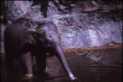 Disneyland elephant - disneyland,