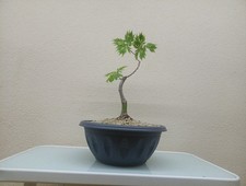 BUJIN ACERO PALMATO