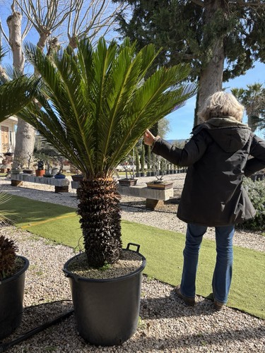 Pianta cycas età anni - pianta,