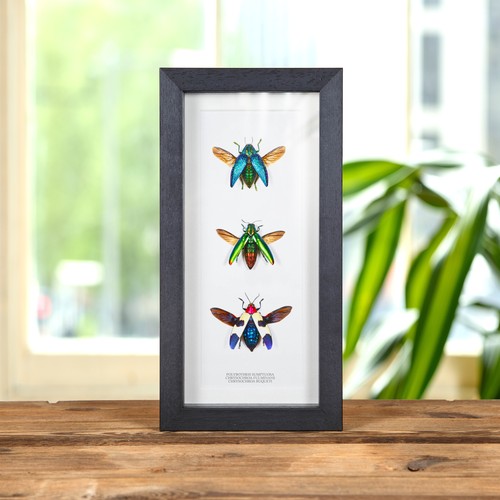 Jewel beetle trio box frame - trio,