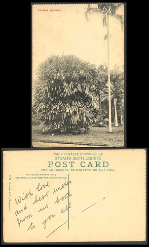 Singapore old postcard licuala - postcard,