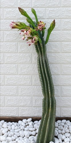 Cactus cereus alto 101 - cereus, cm