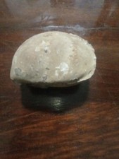 Fossile di conchiglia bivalve proveniente dal deserto di Ica - Perù