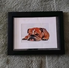Bulldog inglese cucciolo che