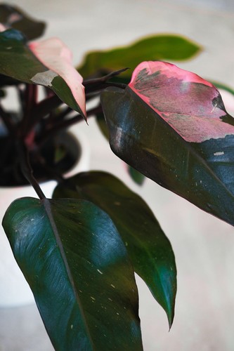 Philodendron burgundy princess - philodendron,