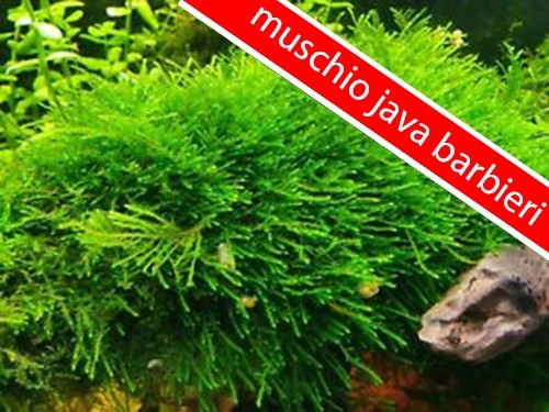 Muschio java moss - muschio,