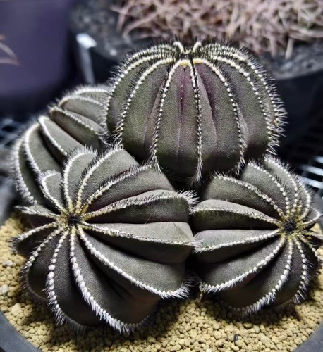 Uebelmannia pectinifer - cm,