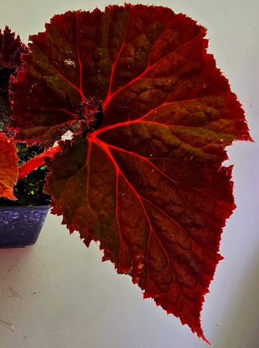 Bellissima begonia midnight - ,