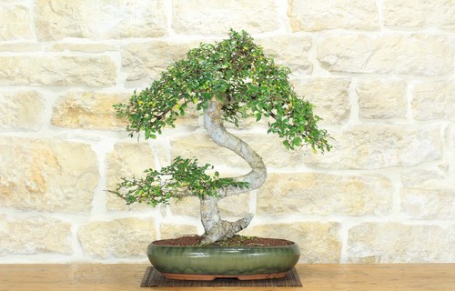 Bonsai olmo cinese - bonsai, (149)