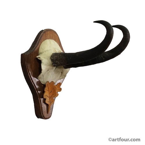 Grande trofeo camoscio - , su