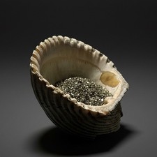 Conchiglia marina fossile