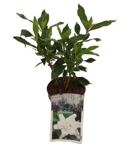 Gardenia jasminoides pianta - , in