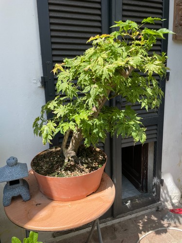 Bonsai acero palmato - bonsai,